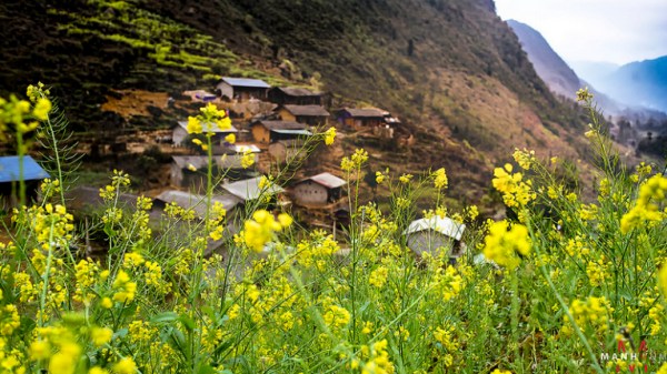 Hà Giang mùa cải vàng - mùa của những nhớ thương.jpg